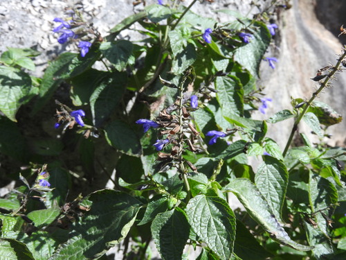 Image of Salvia mexicana by (c) Sebastián de Jesús Herrera Buenfil, some rights reserved (CC BY)