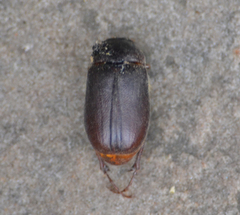 Phyllophaga crinita