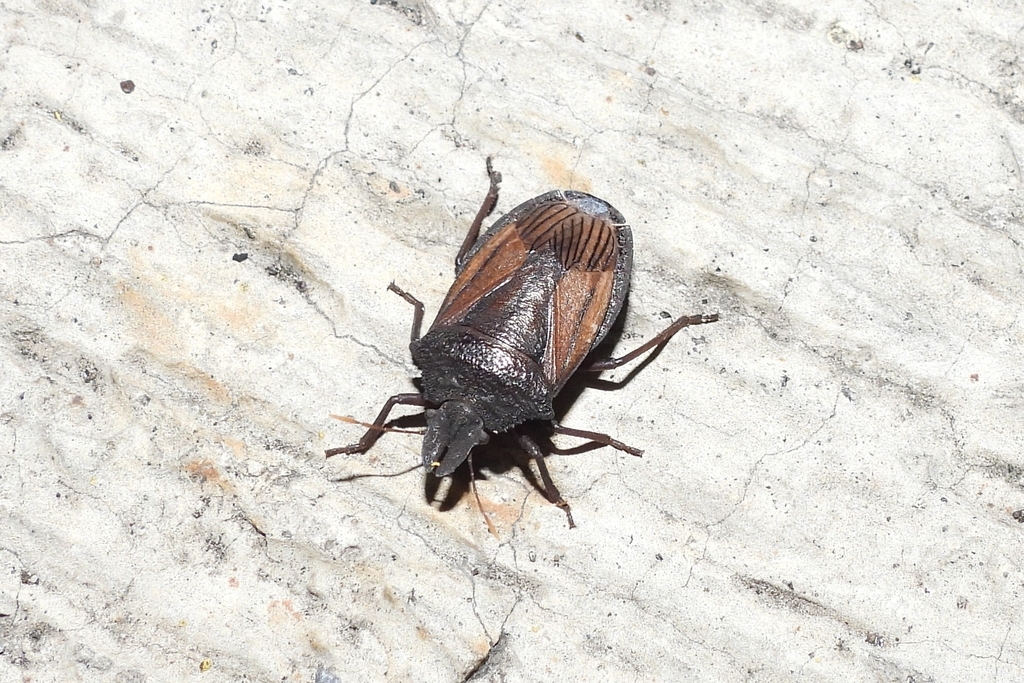 Diplorhinus furcatus