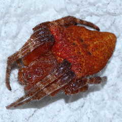 Cyrtophora unicolor