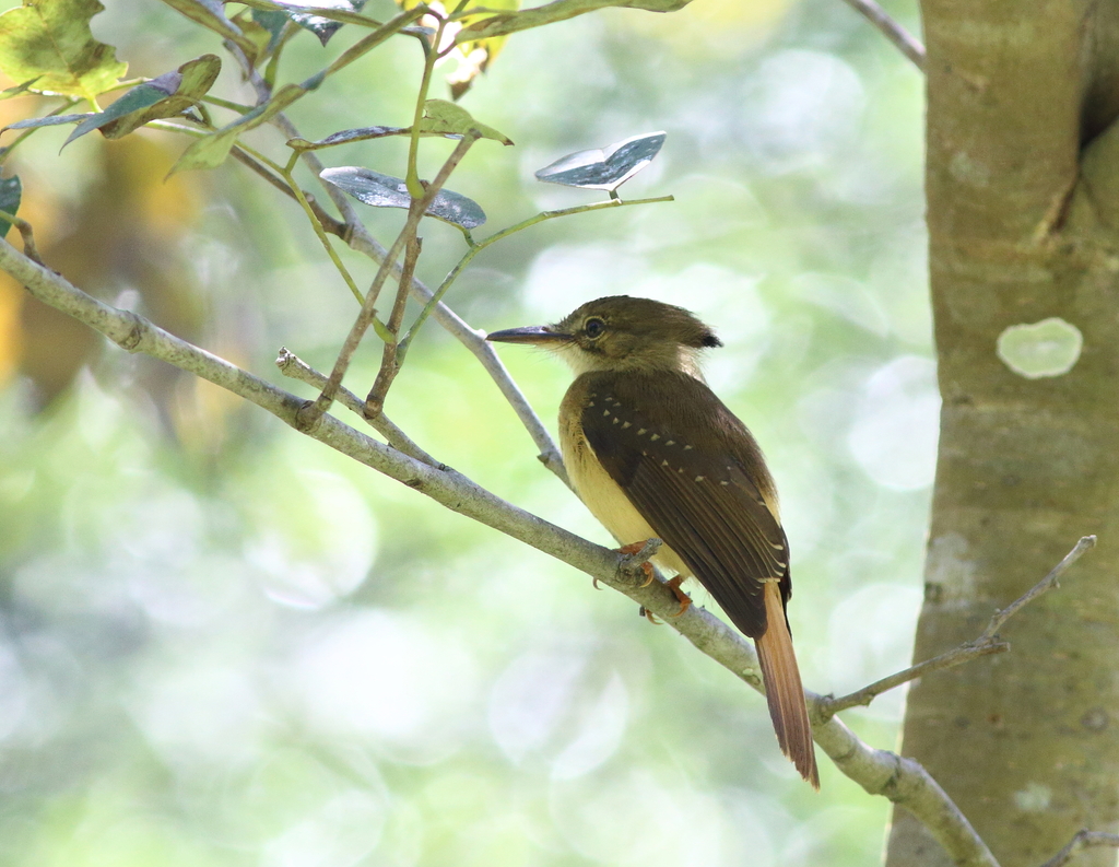 Royal Flycatcher (Northern)