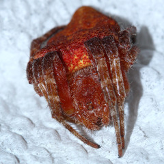 Cyrtophora unicolor