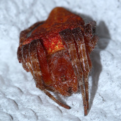 Cyrtophora unicolor