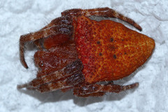 Cyrtophora unicolor