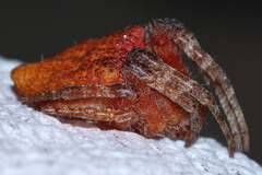Cyrtophora unicolor