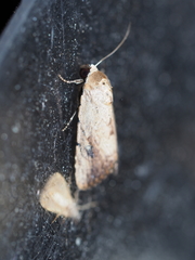Tachosa brunnescens