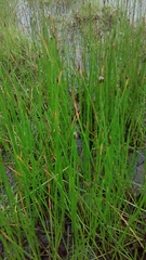 Eleocharis macrostachya