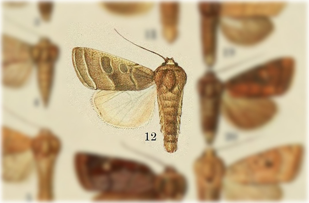 Hypotrix carneigera