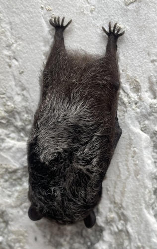 Silver-haired Bat photographed in Kentucky