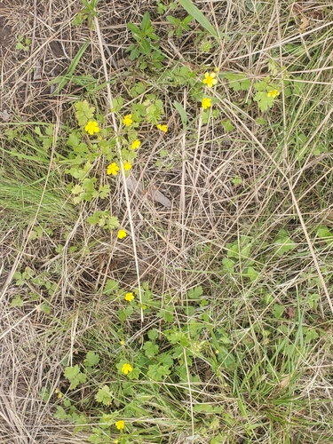 Image of Ranunculus multifidus by (c) Ben Costamagna, some rights reserved (CC BY)