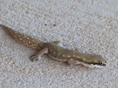Pachydactylus geitje