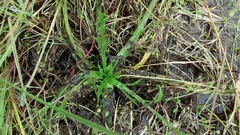 Eryngium aristulatum