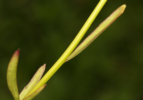 Image of Cycnium tubulosum by (c) Wynand Uys, some rights reserved (CC BY)