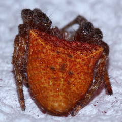Cyrtophora unicolor
