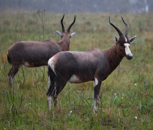 Bontebok (Damaliscus pygargus)