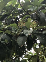 Viburnum odoratissimum