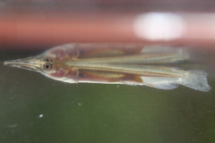 Dermogenys pusilla