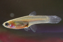 Guppy photo 2