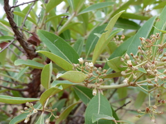 Psorospermum febrifugum