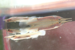 Dermogenys pusilla