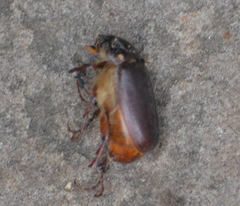 Phyllophaga crinita