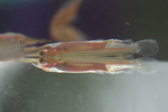 Dermogenys pusilla