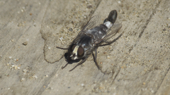 Apiocera philippii