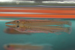 Dermogenys pusilla