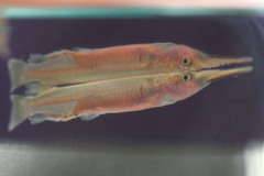 Dermogenys pusilla