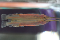 Dermogenys pusilla