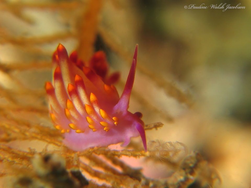 drab aeolid