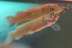 Dermogenys pusilla