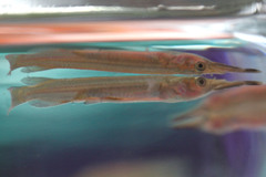 Dermogenys pusilla