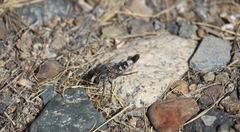 Apiocera philippii