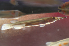 Dermogenys pusilla