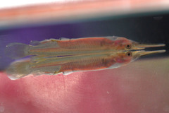 Dermogenys pusilla