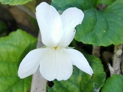 Viola alba