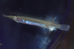 Dermogenys pusilla