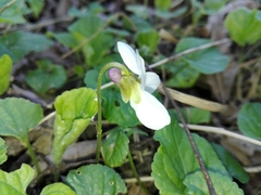 Viola alba