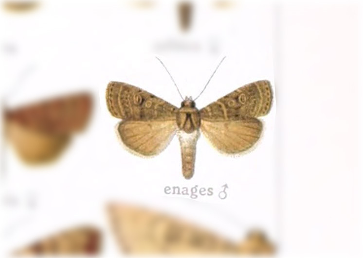 Orthodes enages