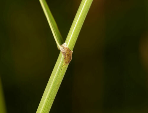 Image of Fuirena pubescens by (c) Wynand Uys, some rights reserved (CC BY)