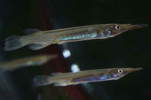 Dermogenys pusilla