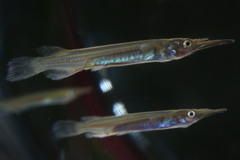 Dermogenys pusilla