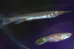 Dermogenys pusilla