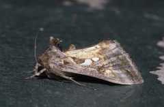 Chrysodeixis chalcites