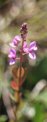 Polygala crenata