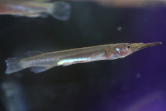 Dermogenys pusilla