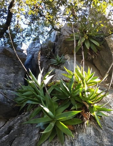 Agave mitis