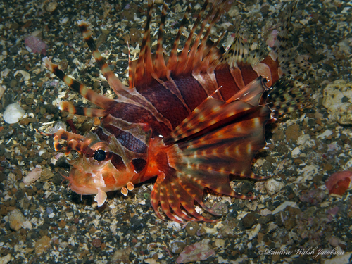 Photo of Zebra lionfish (Dendrochirus zebra)