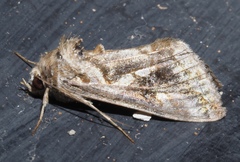 Chrysodeixis chalcites
